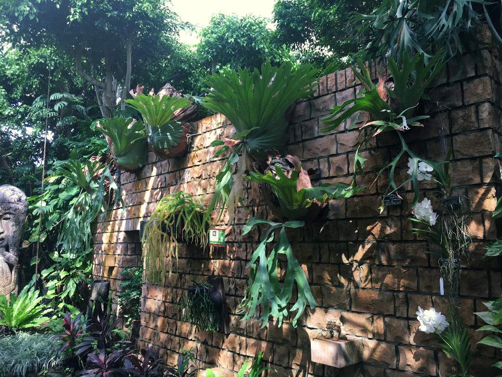 お出かけ先の画像 by life'sさん | お出かけ先と植物男子とGS映えと植中毒とビカクシダ属とインテリアグリーン