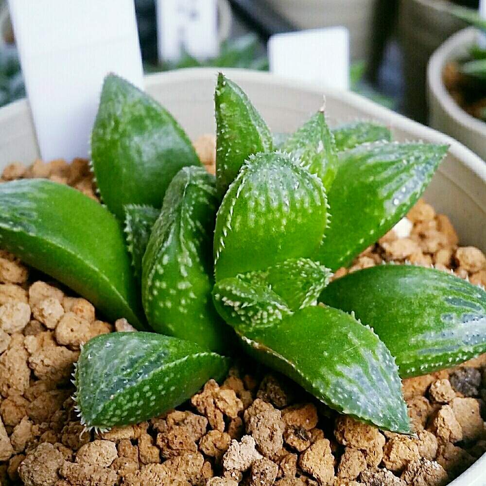 部屋の画像 by ジョージさん | 部屋と獅子寿とジョージの部屋と多肉植物と軟葉系ハオルチアとハオルチア属と多肉大好きと群生株とお気に入り♡とGS映えとハオルチア男子と八王子市と可愛い多肉ちゃん❤︎とハオルシア属 と多肉植物とサボテンと癒されると鮮やか と可愛いとおおきくなあれと育成中と優良株と素敵