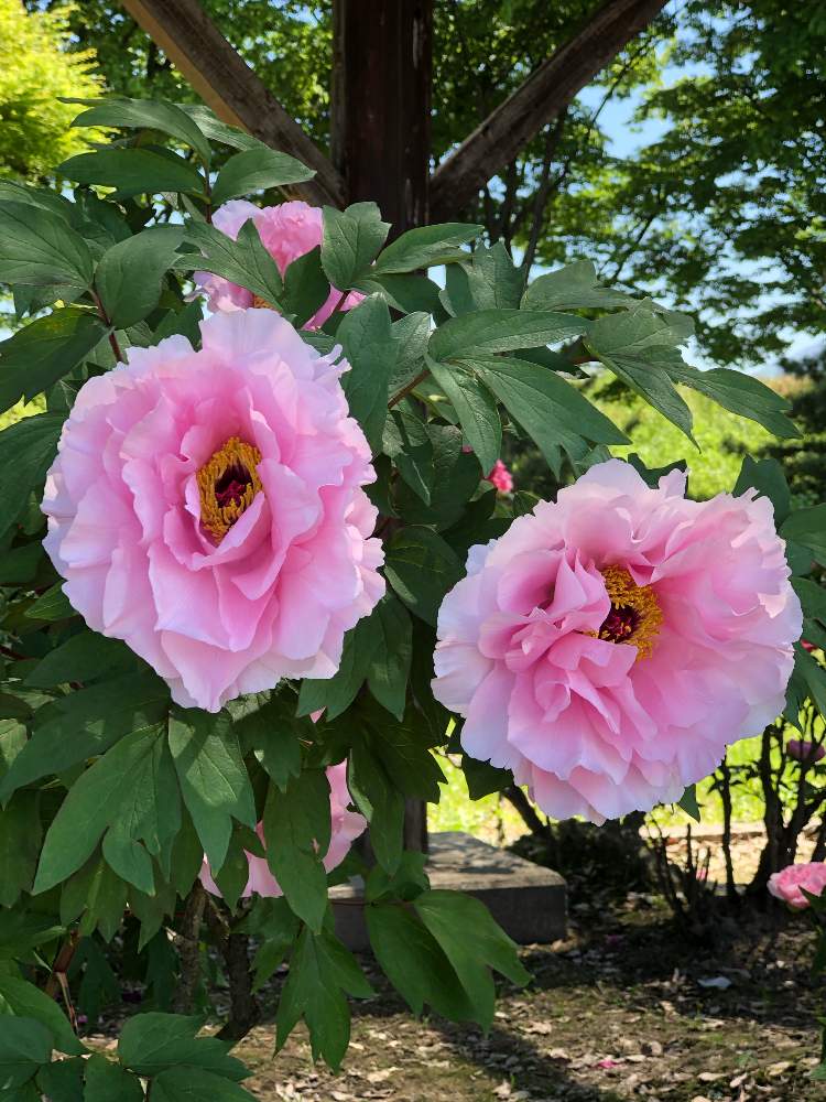お出かけ先の画像 by HEATHさん | お出かけ先とボタンとぼたん(四方桜 よもざくら)とボタン科とつよい香りとぼたん百種展示園