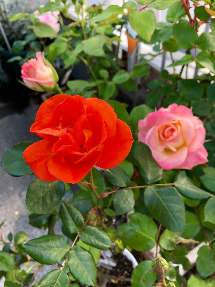 玄関の画像 by mahiro227さん | 玄関とばら バラ 薔薇と薔薇と暮らすと薔薇 エレガントレディと花のある暮らしと薔薇 プリンセスミチコと私の小さなバラ園