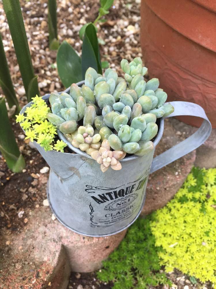 小さな庭の画像 by (ayao)さん | 小さな庭とフーケリーとsucculentと雨ざらしと多肉植物