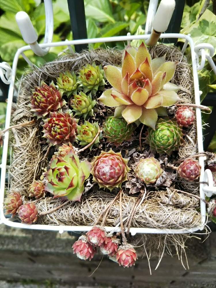 棚の画像 by 環さん | 棚とセンペルビウム属と植中毒とセンペル寄せ植えと多肉女子と癒やしの時間と成長記録とワイヤー盛センペル