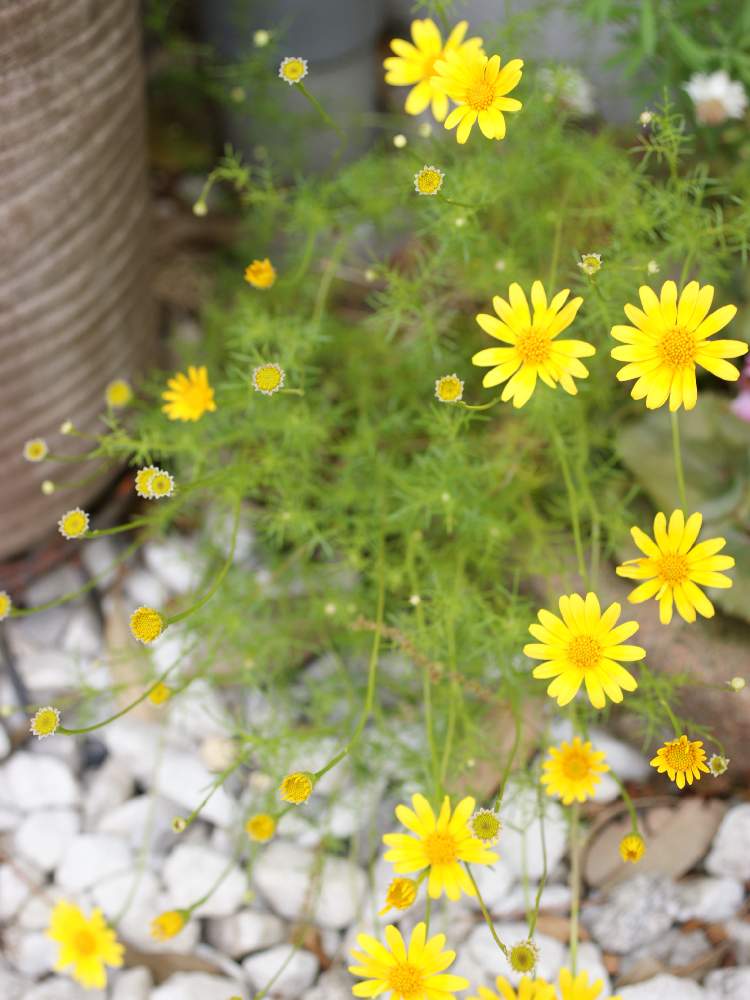 小さな庭の画像 by ぽかぽかなおさん | 小さな庭とダールベルグデージーと植えっぱなしと我が家の花壇とガーデニングと花のある暮らしとお花と咲いた!