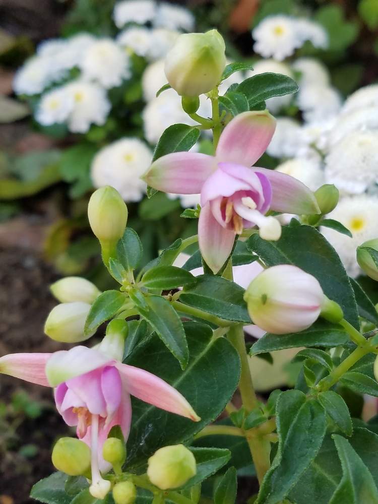 広い庭の画像 by ユーコロさん | 広い庭といとおしい植物の表情フォトコン2019と穏やかな時間☆と庭の手入れと庭中毒と植中毒と花壇作りとフクシアプーニーと花のある暮らし