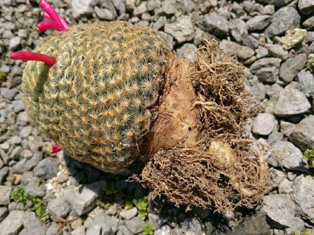 バルコニー/ベランダの画像 by みほさん | バルコニー/ベランダと明星と多肉植物とさぼてんさぼさぼとサボテン科とわが家の多肉スペースと多肉植物のある暮らしと植中毒と塊根植物とマミラリア属と珍奇植物
