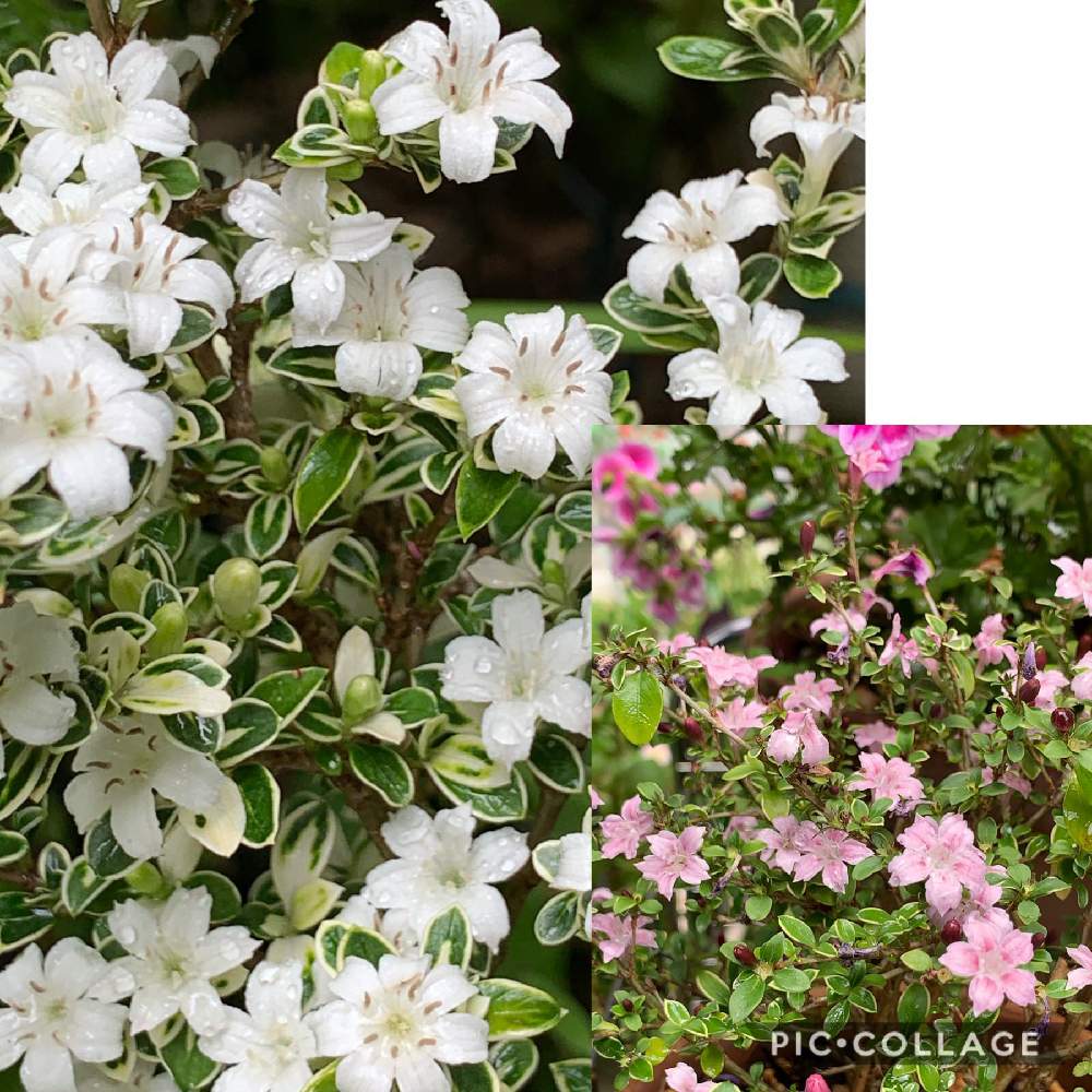 小さな庭の画像 by スイカさん | 小さな庭とハクチョウゲ❀と植中毒とピンクのハクチョウゲと花のある暮らしとスマホで撮影とかわいいな♡とチーム福岡とやっと咲いた〜♡
