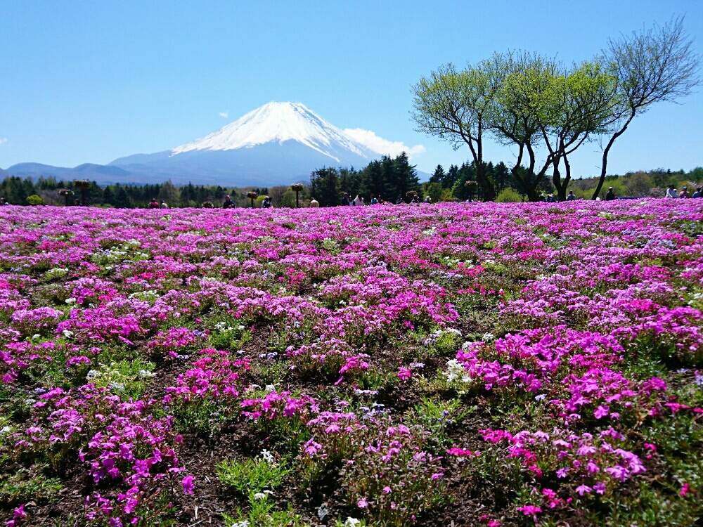 お出かけ先の画像 by misaoiさん | お出かけ先と花のある暮らしと富士芝桜まつり