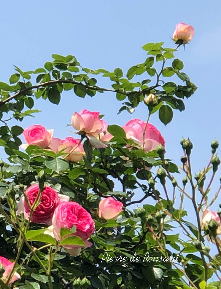 お出かけ先の画像 by **花ママ**さん | お出かけ先と小さなしあわせ♡とキュンキュン乙女倶楽部と千葉県とピンクの花とバラ・ピエールドゥロンサールと@naturalと部員No248と柏市と可愛いと花のある暮らしとかわいいとかわいいな♡