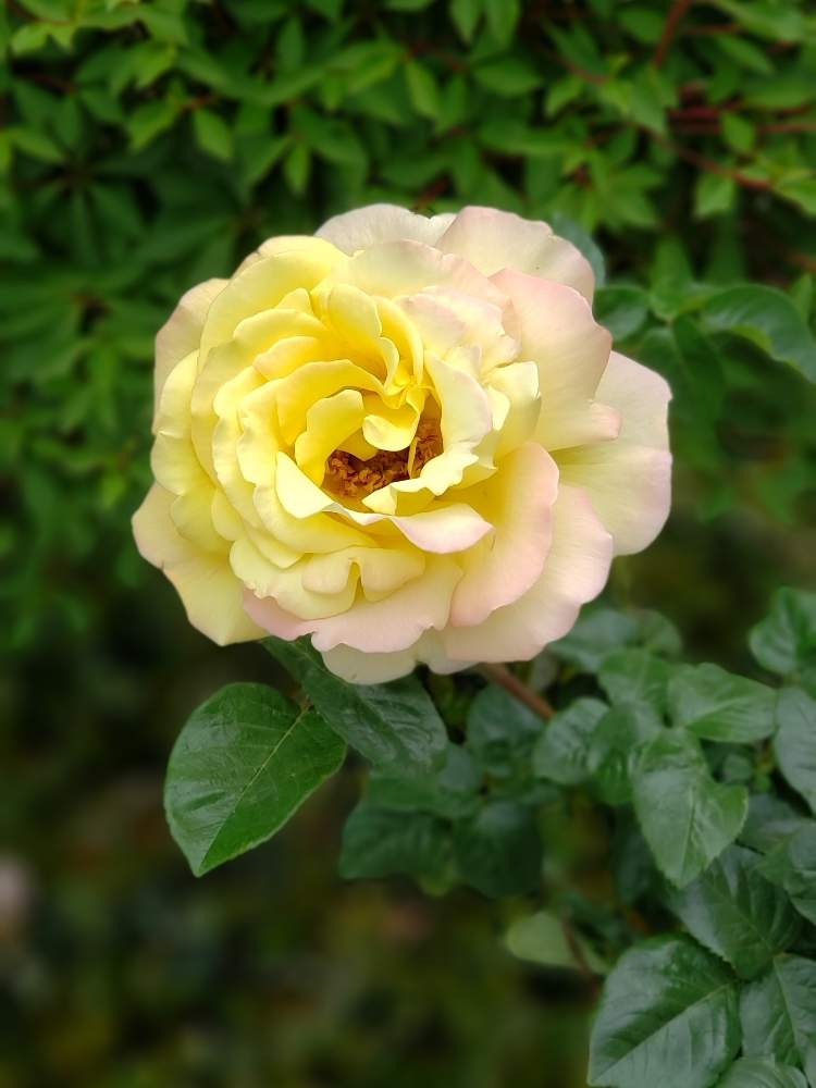 小さな庭の画像 by めるぷーさん | 小さな庭とバラといとおしい植物の表情フォトコン2019と植物大好きときれいと可愛いと花のある暮らしと園芸初心者とバラ・ミニバラ