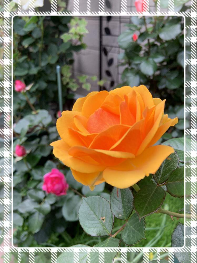 小さな庭の画像 by くろもみじさん | 小さな庭と薔薇とインフィニティローズとばら バラ 薔薇と薔薇愛同盟とバラの蕾と全部GSのせいだと小さな小さな庭と花のある暮らしとインフィニティーローズ☆とばら 薔薇 バラと黄色いバラと三種の神器とバラのつぼみ