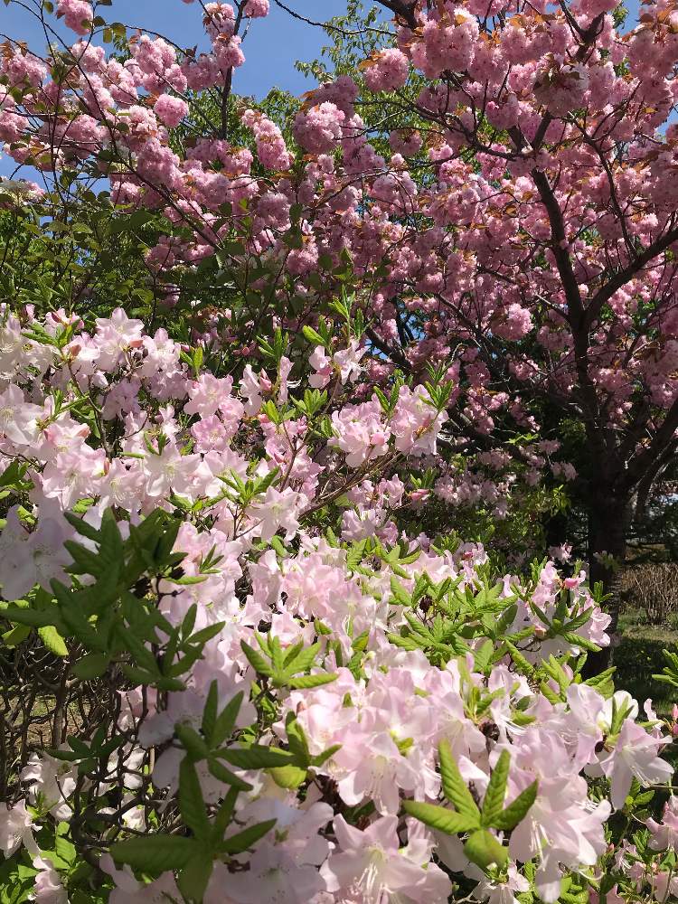 お出かけ先の画像 by greengreenstarさん | お出かけ先とさくら サクラ 桜とツツジと公園の花と青空
