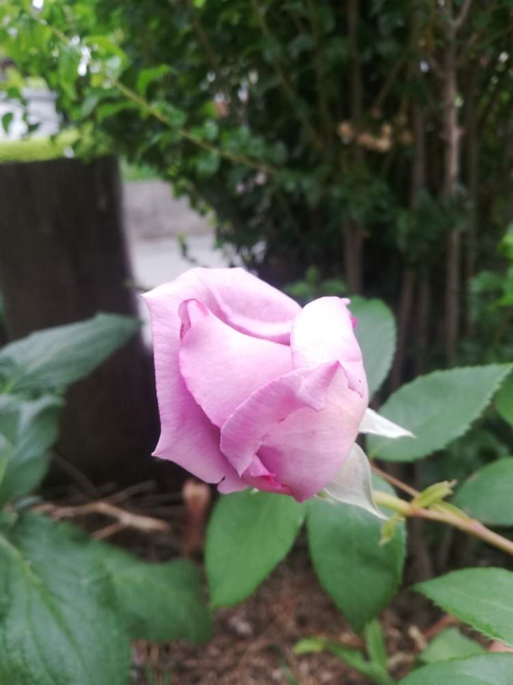 小さな庭の画像 by ✳nao-ryf♥✳さん | 小さな庭とブルームーンといいかおりと無修正とばら バラ 薔薇とズボラな母と好きな色と癒しとうまく育ちますようにと植中毒とブルームーン♡とさりげなく…♥と癒されます♥と花のある暮らしとかわいいとお気に入り♪