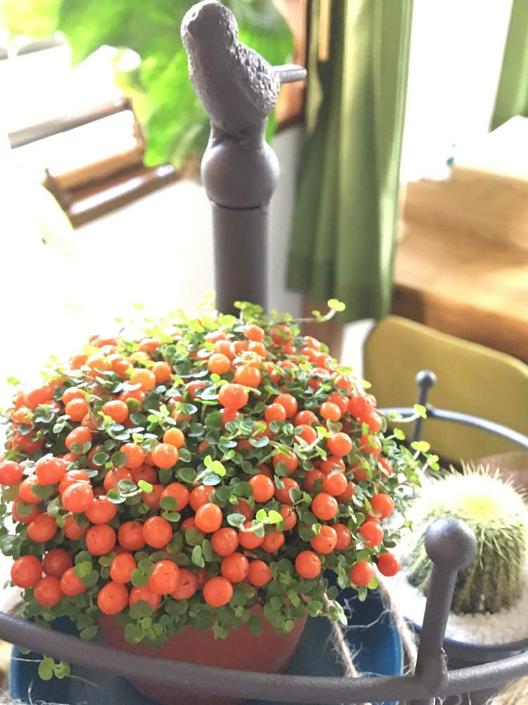 窓辺の画像 by てるてるボウズさん | 窓辺とコケサンゴと窓辺の植物たちとミニミニな鉢とGREEN UP!とコソコソ買い