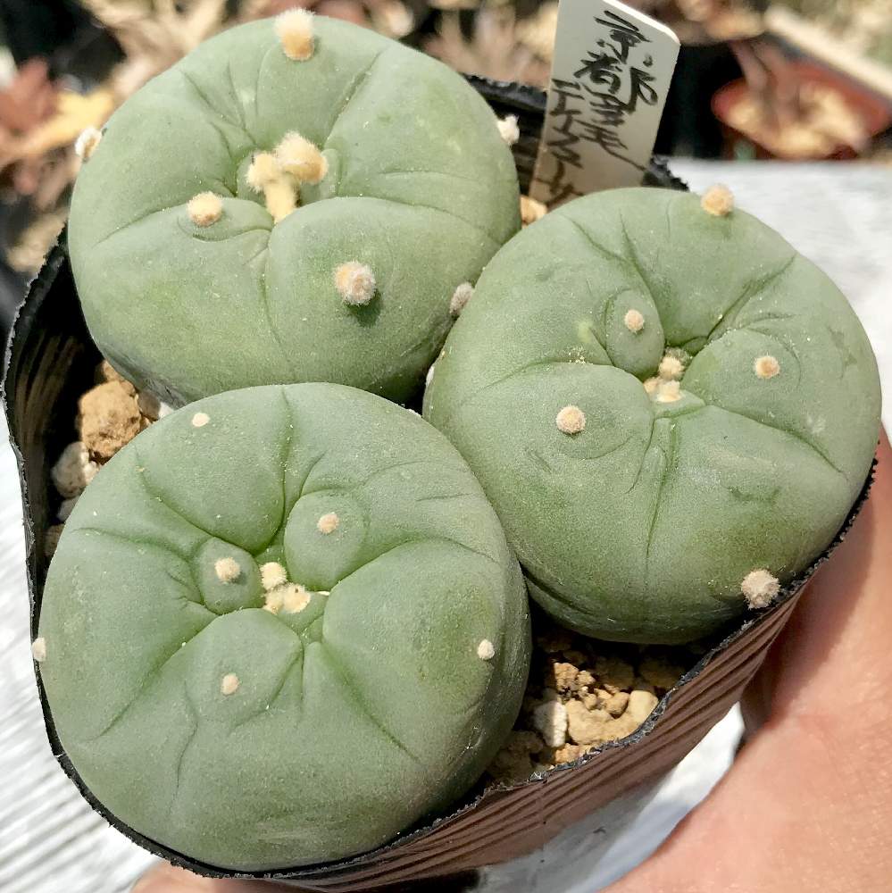バルコニー/ベランダの画像 by たね@GS卒業しましたさん | バルコニー/ベランダとLophophora diffusaと多毛ディフューサと多肉植物とサボテン科と福岡とたねんちのロホホラとたねんちのサボとロホホラとLophophora