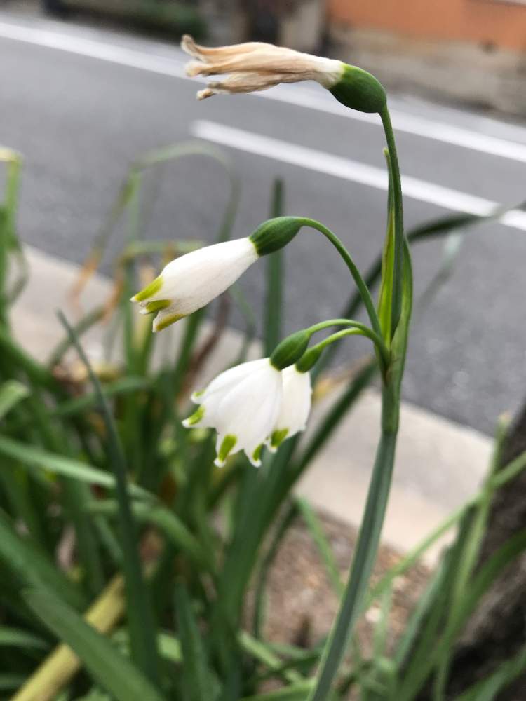 の画像 by hatopippiさん | スノーフレークとスノーフレーク☆