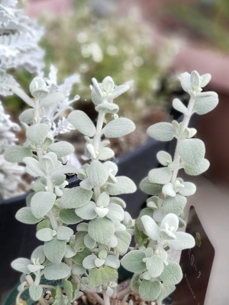 エクステリアの画像 by めるぷーさん | エクステリアとバロータとふわふわといとおしい植物の表情フォトコン2019と植物大好きと可愛いと園芸初心者とモフモフとシルバーリーフ