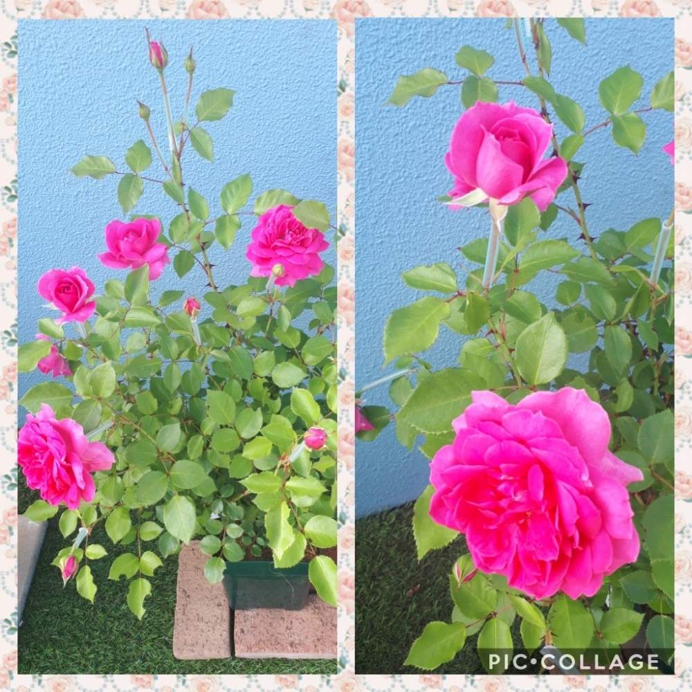 広い庭の画像 by Tomoさん | 広い庭とピンク❤︎ピンクと植中毒と憧れの薔薇とガーデニング初心者と雑貨大好き❤とバラ パレードと花のある暮らしとたくさんの花が咲く庭にしたい。といいね♥ありがとうございます✨とチーム福岡
