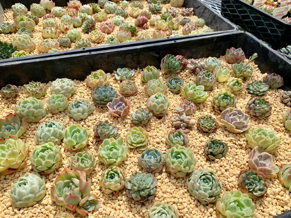 インテリアの画像 by Flower Villageさん | インテリアとボタニカルとカット苗とイベントと園芸店とGREEN BASKETと神奈川タニラーと植中毒とフラワービレッジとタニラーと植物女子とグリーンバスケットと花のある暮らしとお花のある生活とflowervillageとアウトドアとアウトドアリビングとアガベ属とインテリアグリーンとエアープランツ/チランジア