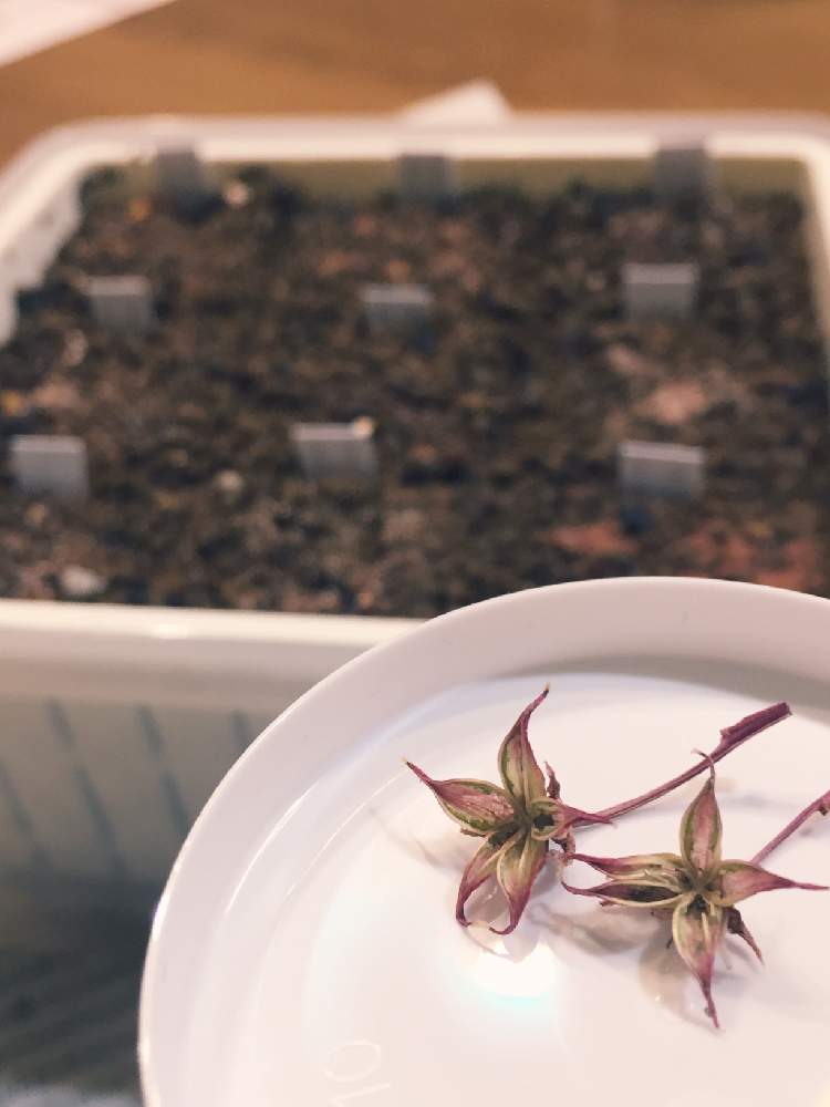 部屋の画像 by あきさん | 部屋とエケベリアのドライフラワーと多肉植物と植欲が止まらないと実生に挑戦シリーズと中山いい肉ん エケベリアとNo TANIKU,No Lifeと多肉大好きと2019年あきの実生苗とワクワクドキドキと多肉のある暮らしと植欲旺盛と植中毒と大好き過ぎてどうしよう♡と多肉植物ラブと千葉タニラーと種蒔き