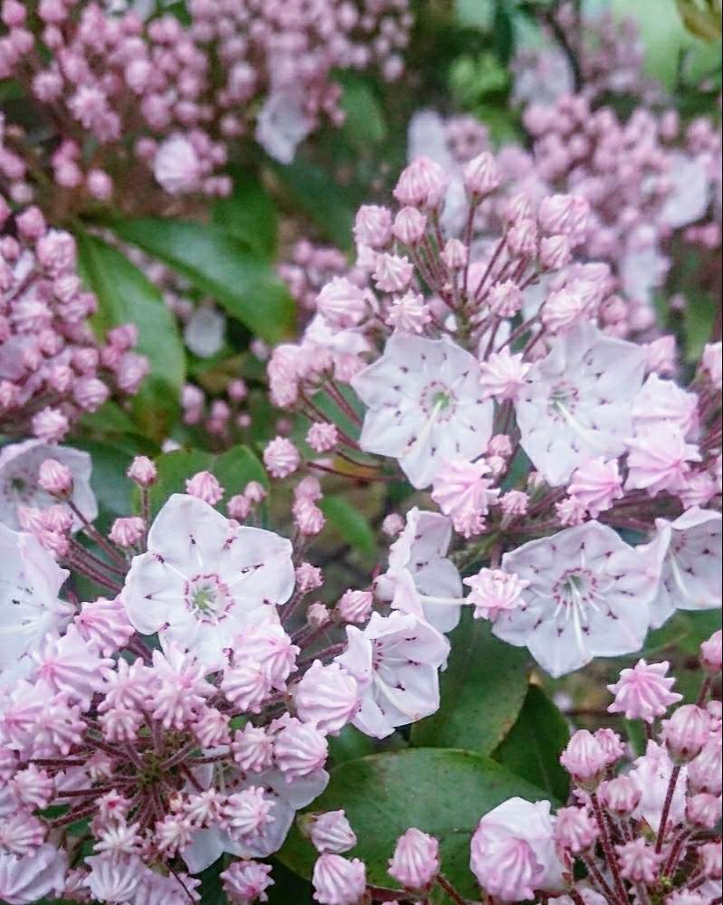 お出かけ先の画像 by cherry♥sageさん | お出かけ先とカルミアといとおしい植物の表情フォトコン2019とお写んぽと植中毒と散歩道と蕾がアポロチョコとお散歩とかわいいな♡