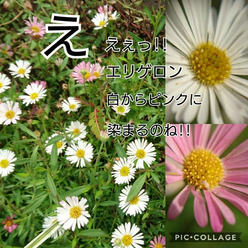 の画像 by トリトンさん | キュンキュン乙女倶楽部とお花大好き♡とありがとう♡とかわいい♡といやされる♡とGS映えとGS日和とキュンキュン乙女倶楽部No.183と応援するよと頑張れ♡えっことエリゲロン!と白い花とGSカルタと花色が変化