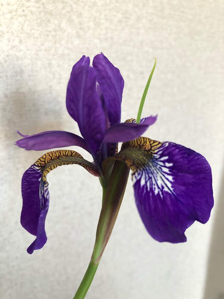 部屋の画像 by 宝塚 エミさん | 部屋とアヤメと嬉しい✨といとおしい植物の表情フォトコン2019とママ友の実家よりと色合いが好きといやされると素敵な時間✨