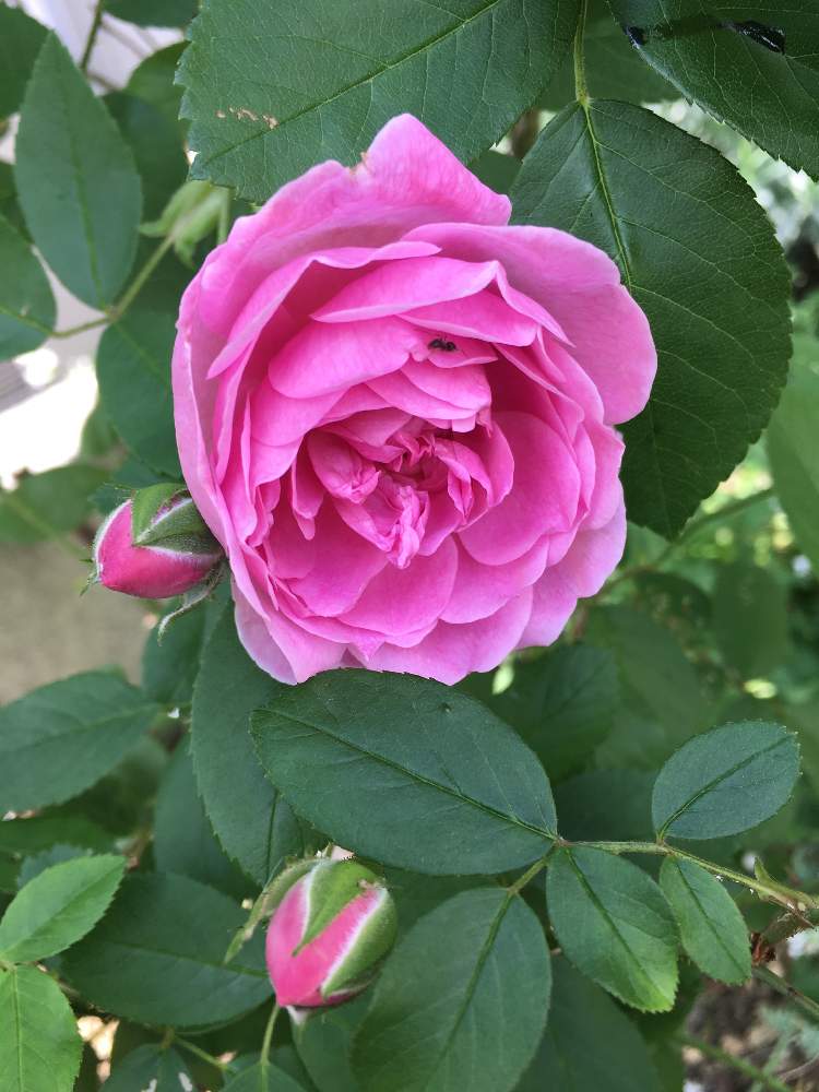 小さな庭の画像 by mieeeさん | 小さな庭とハーロウ・カーとピンクの花と☆ハーロウ カーと花のある暮らしと成長に期待とバラ・ミニバラと地植え