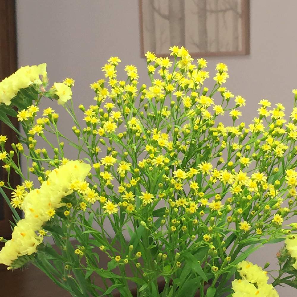 キッチンの画像 by Flower✴︎さん | キッチンと春♡と素敵なお出迎え♡とイキイキ 元気と華やかとGS映えとキッチンカウンターとグッドアングル♡とリビングと感謝♡ありがとう♡と花のある暮らしとかわいいと家庭菜園奮闘日記と元気✨と春のよそおいと素敵インテリア♡と癒し♡と可愛い♡