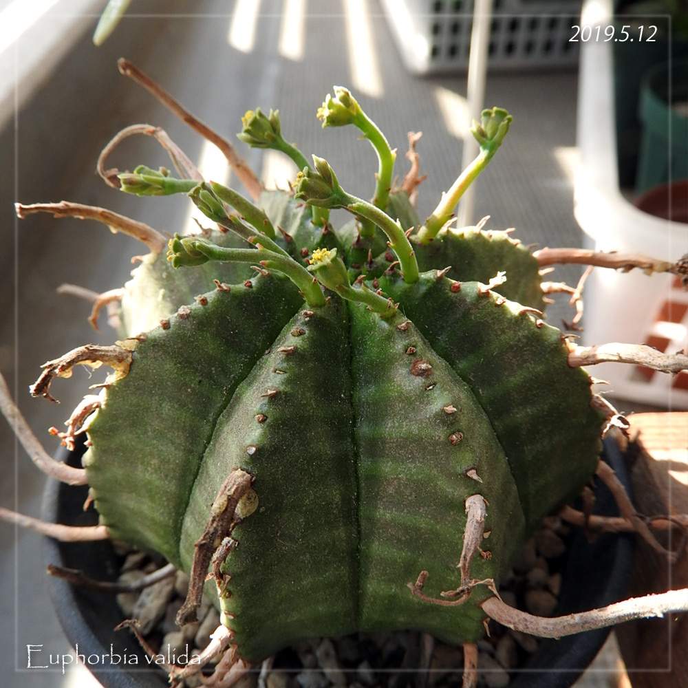 バルコニー/ベランダの画像 by KUROKUROさん | バルコニー/ベランダとバリダと多肉植物といとおしい植物の表情フォトコン2019とバリダ(万代)と成長記録と珍奇植物とユーフォルビア