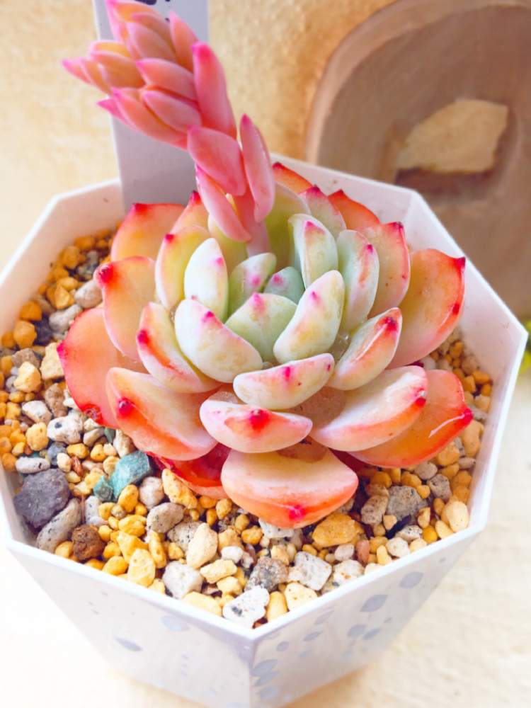 バルコニー/ベランダの画像 by mamireさん | バルコニー/ベランダとララランドと多肉植物とMMJ産苗と多肉大好きとベランダ多肉と可愛い多肉ちゃん❤︎と多肉好きな人と繋がりたいとエケベリア属と多肉女子とタニラーと韓国苗と多肉初心者と多肉多肉多肉とバルコニストとiPhone撮影と多肉植物 多肉の有るくらし