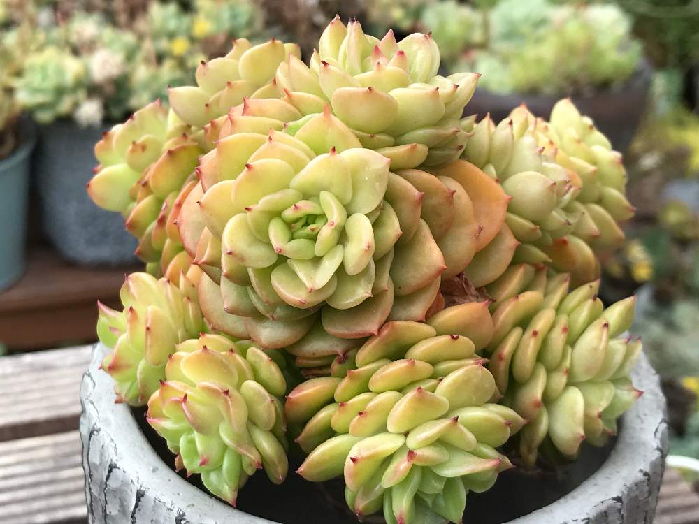 の画像 by S'sさん | ローリーと多肉植物と韓国苗とタニラーと多肉女子