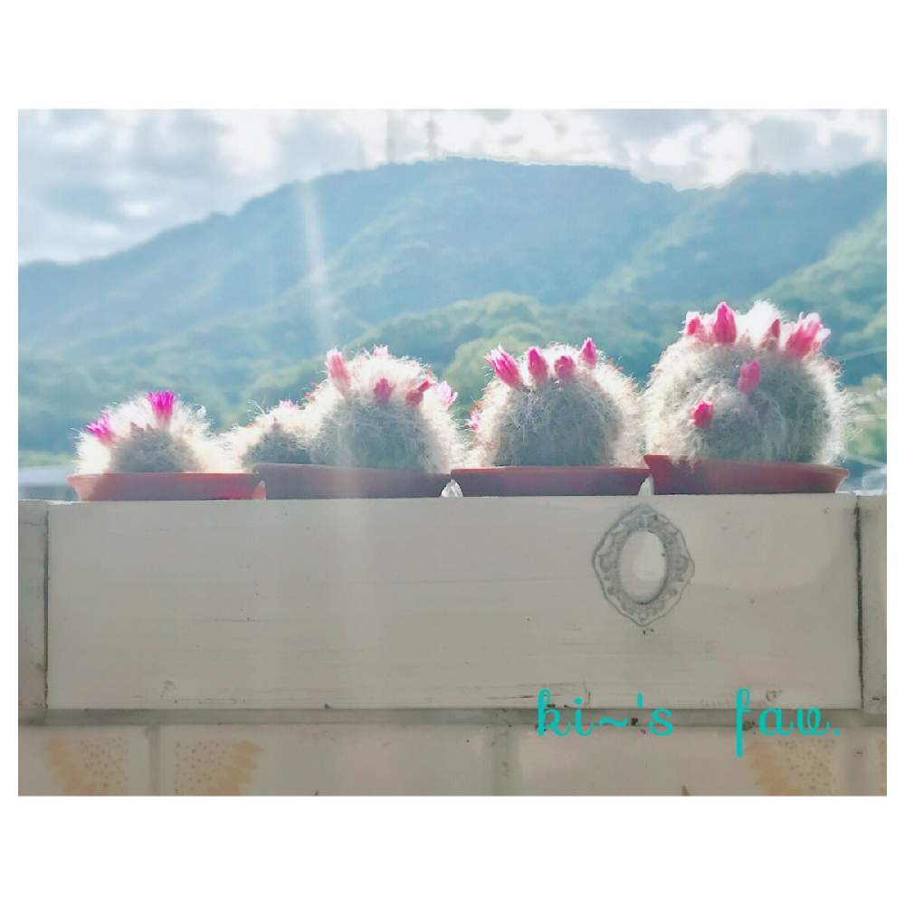 の画像 by haraさん | 高砂とサボテン科と花のある暮らしと癒しのひと時