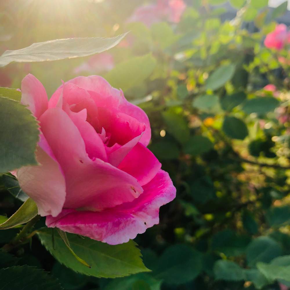 お出かけ先の画像 by richrichさん | お出かけ先とバラとminorinophotoと植物とまだまだ初心者とお花の目線と太陽の光を浴びてとかわいいと玉ボケ