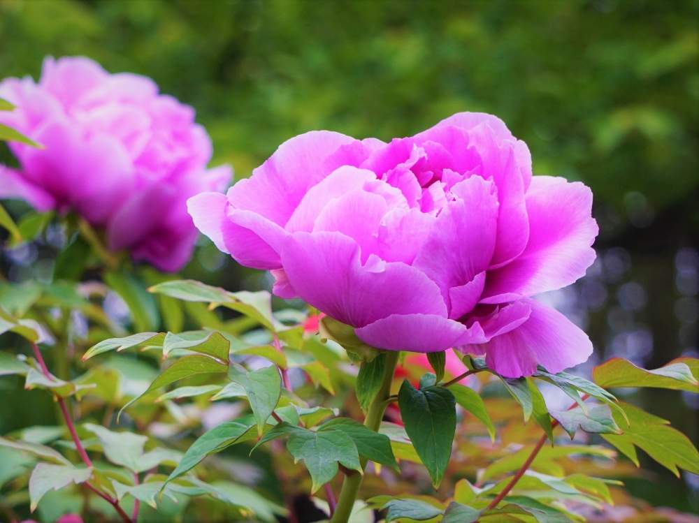 お出かけ先の画像 by 文さん | お出かけ先とボタンといとおしい植物の表情フォトコン2019と樹木の花と伸びやかとボタン科と色名と近所散歩とお散歩と咲いた!