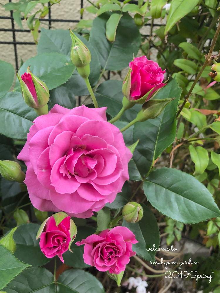 小さな庭の画像 by みわぞぅさん | 小さな庭とマイ・コレクションと薔薇好きと手作りの庭とマイガーデンとGS映えと花自慢と鉢植えとナチュラルスタイルとガーデニングと小さな小さな庭と花のある暮らしと薔薇♪とロザリアンとバラを楽しむと咲いた!