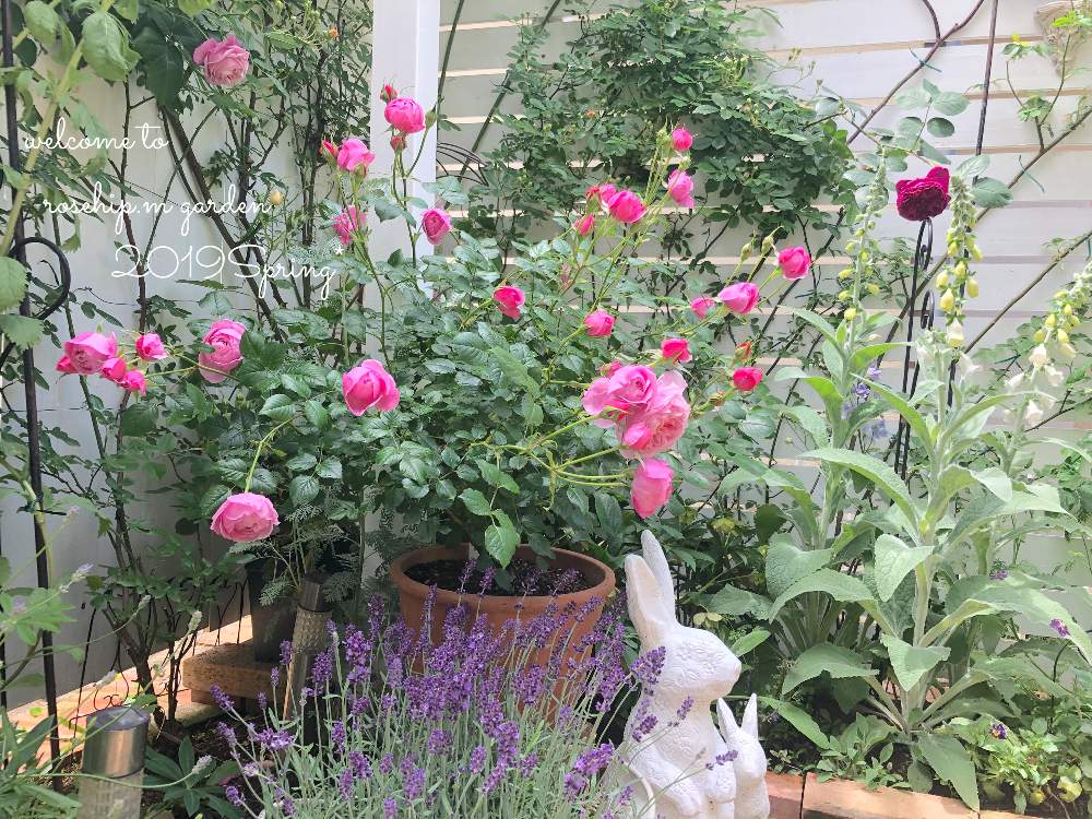 小さな庭の画像 by みわぞぅさん | 小さな庭とマイ・コレクションとカラーリーフと薔薇好きと手作りの庭と風景写真とマイガーデンとGS映えと花自慢と鉢植えと板壁DIYとナチュラルスタイルとガーデニングと小さな小さな庭と花のある暮らしとイングリッシュラベンダー。と薔薇♪とロザリアンとバラを楽しむと庭の宿根草と咲いた!