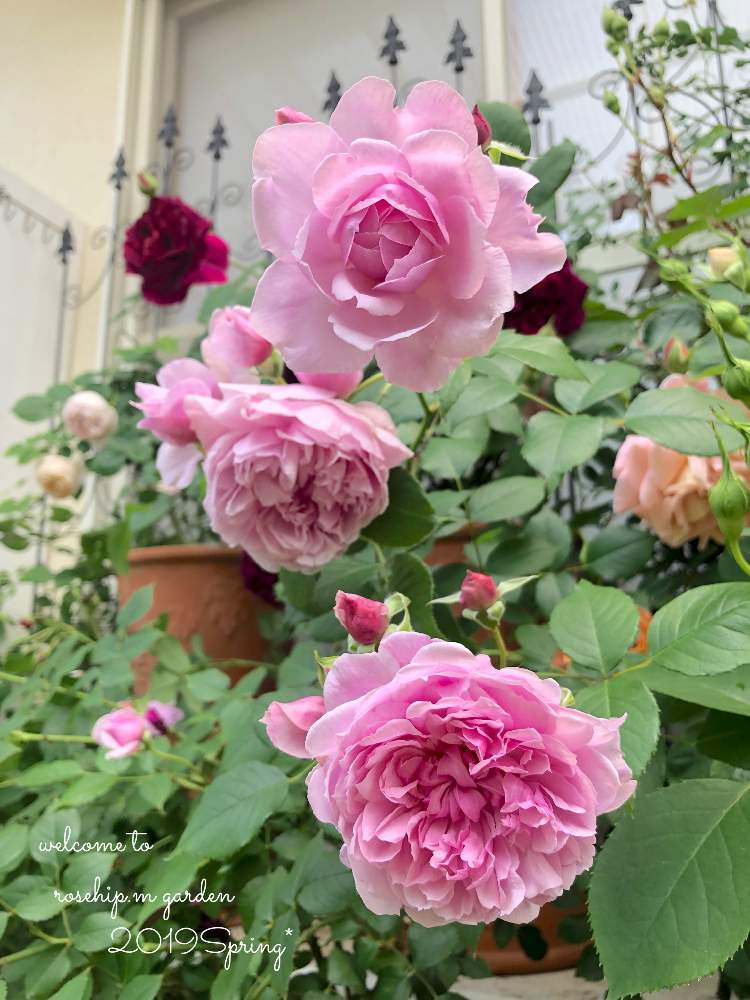 小さな庭の画像 by みわぞぅさん | 小さな庭とマイ・コレクションと薔薇好きとバラ・イングリッシュローズと手作りの庭と風景写真とマイガーデンとGS映えと花自慢と鉢植えとナチュラルスタイルとガーデニングと小さな小さな庭と花のある暮らしと薔薇♪とロザリアンとバラを楽しむと咲いた!