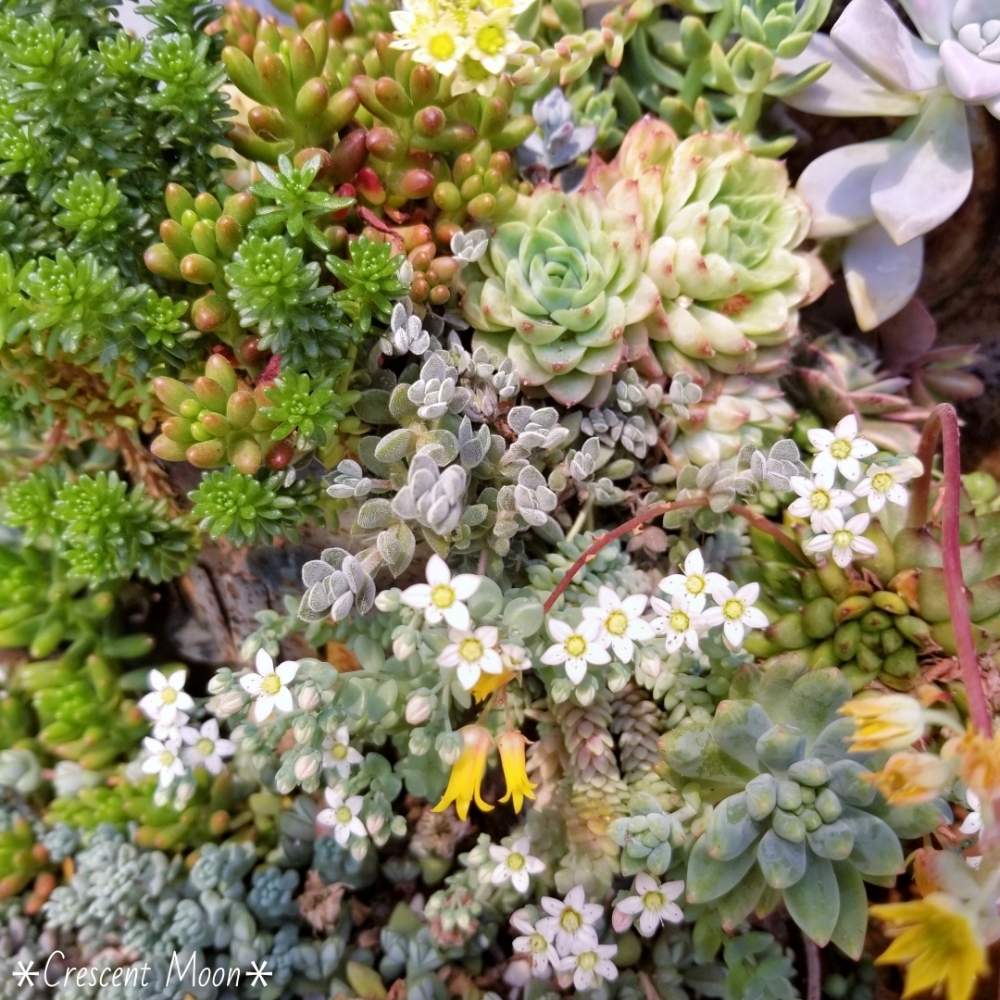 棚の画像 by *☆三日月☆*さん | 棚と多肉植物とHTCと植物のある暮らしとマジョールのお花と寄せ植えとマジョールと多肉のある暮らしと多肉のお花+。:.゚(✿˘艸˘✿):.。+゚と雑貨好き♡と多肉寄せ植え