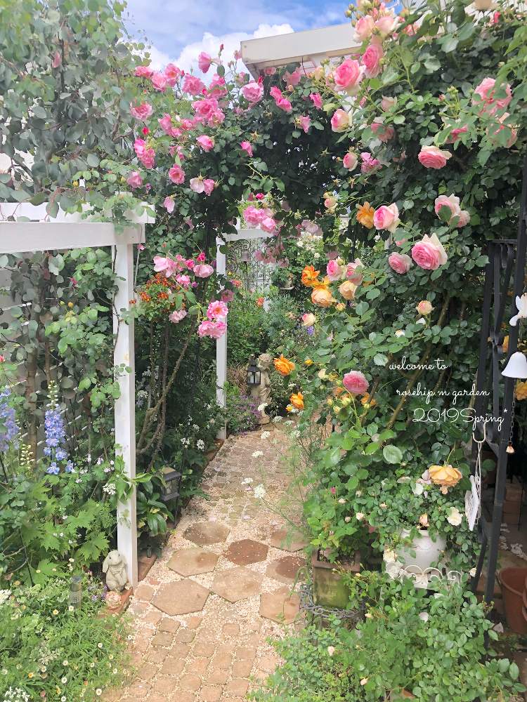 小さな庭の画像 by みわぞぅさん | 小さな庭とマイ・コレクションと薔薇好きとバラ・イングリッシュローズと手作りの庭と風景写真とマイガーデンとGS映えと花自慢とバラ・オールドローズと板壁DIYとナチュラルスタイルとガーデニングと小さな小さな庭と花のある暮らしと薔薇♪とロザリアンとバラを楽しむと庭の宿根草と咲いた!