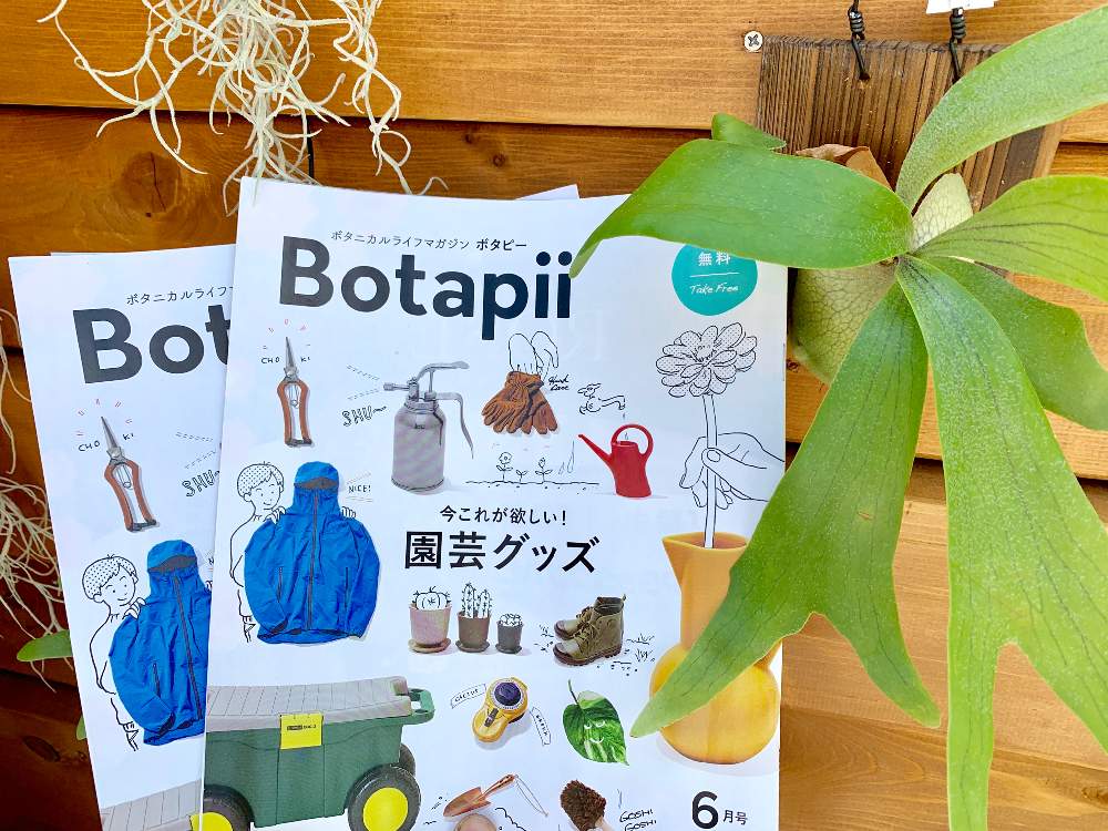 インテリアの画像 by Flower Villageさん | インテリアとボタニカルと コウモリラン とイベントとボタピーと園芸店とGREEN BASKETと ビカクシダとbotapiiとフラワービレッジと植物女子とグリーンバスケットと花のある暮らしとお花のある生活とflowervillageとアウトドアとビカクシダ属とT.ウスネオイデスとアウトドアリビングとインテリアグリーン