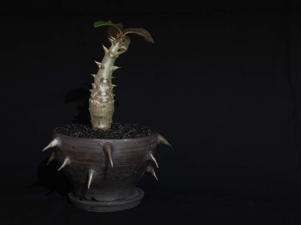 部屋の画像 by Oriさん | 部屋と現地球とトゲトゲと観葉植物とボタニカルライフと植欲旺盛とコーデックスと植中毒と塊根植物と珍奇植物とtoky_itemとGREEN UP!と棘愛とビザールプランツ