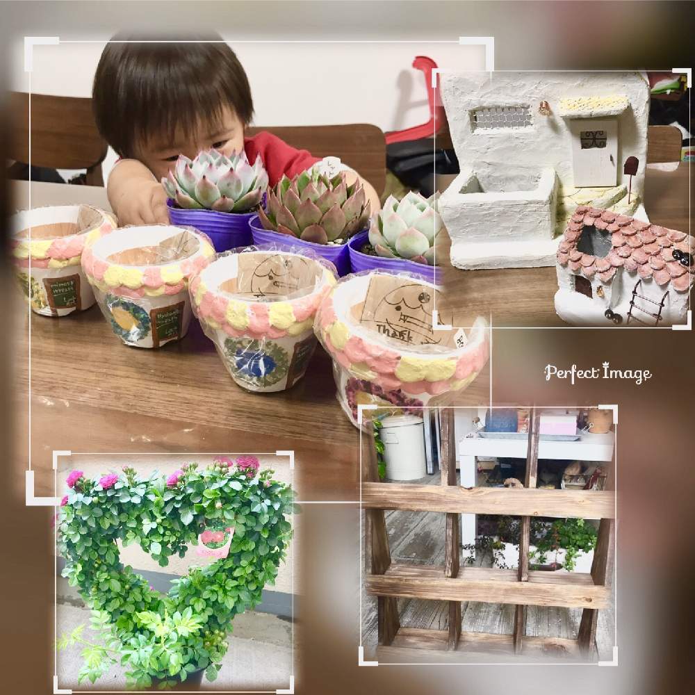 お出かけ先の画像 by ねーさん1203さん | お出かけ先と令和最初の植物と多肉植物と多肉大好きと可愛いお花といやされる♡とお花が楽しみと可愛い多肉ちゃん❤︎と綺麗なお花と多肉女子とお花が好き♡と育てやすい多肉植物と可愛いと綺麗な色♡とかわいいとお花のある生活とお花とかわいいな♡と多肉多肉多肉多肉多肉‼と多肉多肉多肉と多肉植物 多肉の有るくらし