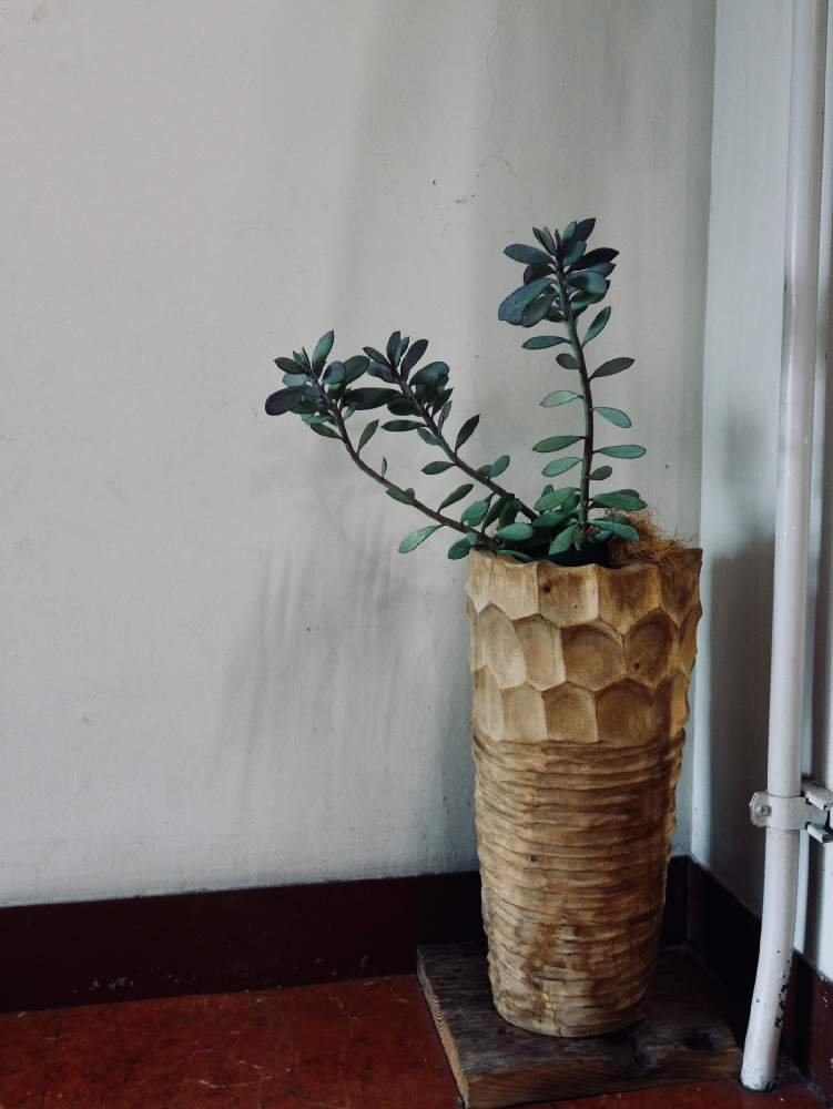 階段/廊下の画像 by Kondo Bldg.さん | 階段/廊下と多肉植物と観葉植物と多肉大好きとレトロと多肉女子とセネシオ属と観葉植物のある暮らしと珍奇植物と花のある暮らし