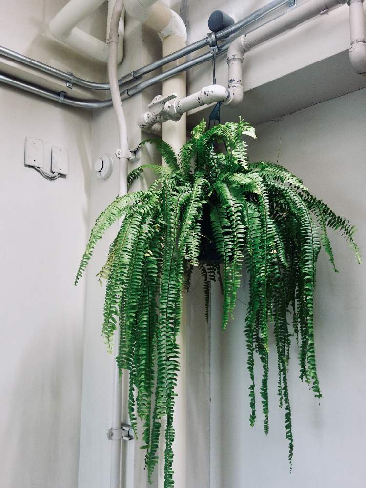 階段/廊下の画像 by Kondo Bldg.さん | 階段/廊下と観葉植物とGS映えと吊るしてる。とレトロと観葉植物のある暮らしと珍奇植物と花のある暮らし