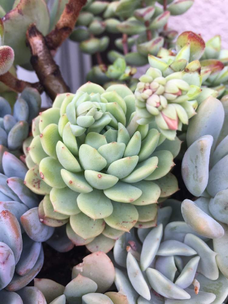 棚の画像 by (ayao)さん | 棚と多肉植物と雨ざらしとsucculent