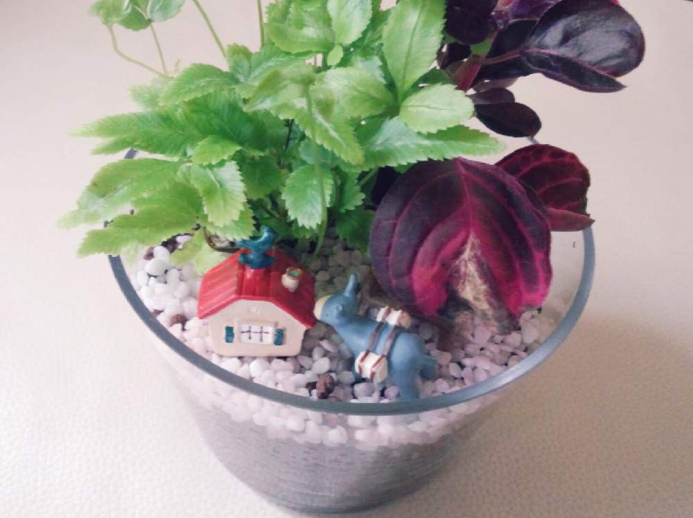 部屋の画像 by あやぱんさん | 部屋と観葉の寄せ植えと観葉植物と小さな箱庭とグリーン!グリーン!グリーン!と寄せ植え