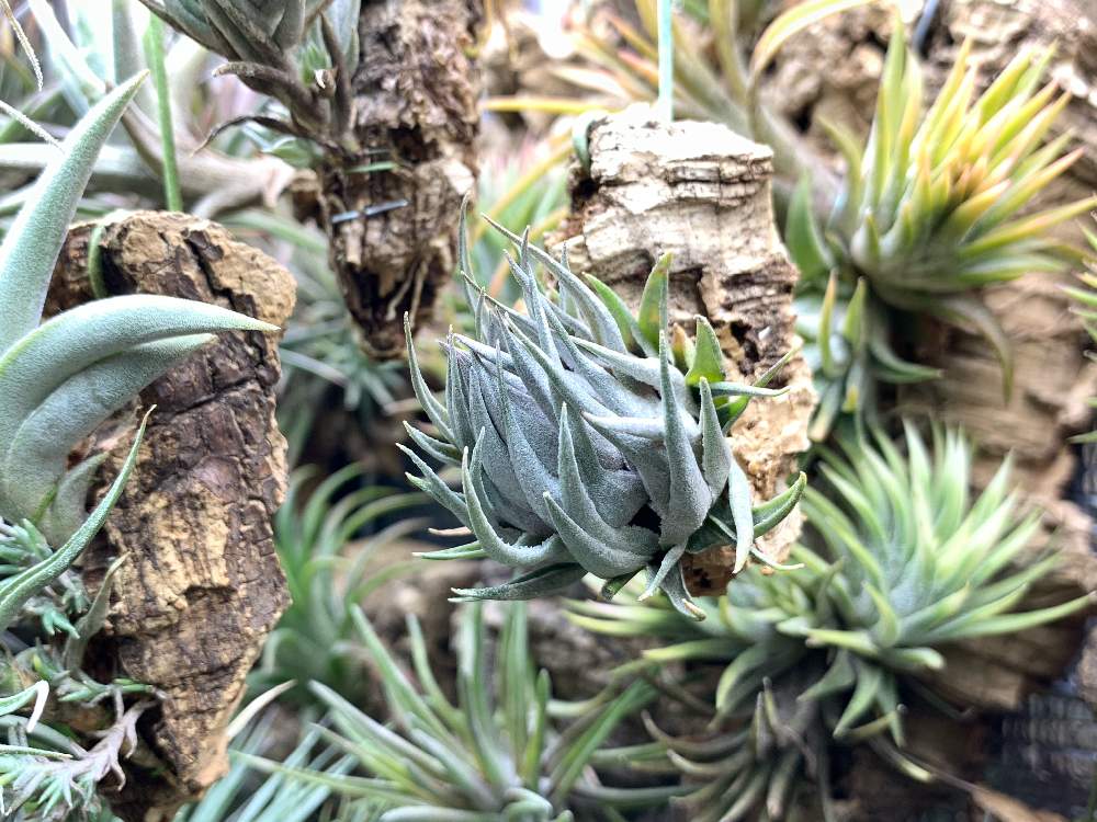部屋の画像 by しゅんさん | 部屋と着生植物と観葉植物と植物のある暮らしとT. カウツキー ラージ・クローンとブラジル赤花と植中毒とエアプランツとエアープランツ/チランジア