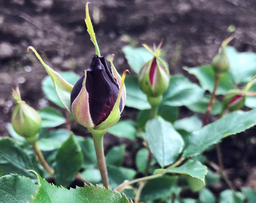 テラスの画像 by shigeさん | テラスとバラとスマホ撮影と岩手県とばら バラ 薔薇と薔薇男子とバラ*フランシス・デュブリュイとつぼみとバラの鉢植えと鉢植えと花のある暮らしとばら 薔薇 バラとバラ・ミニバラ