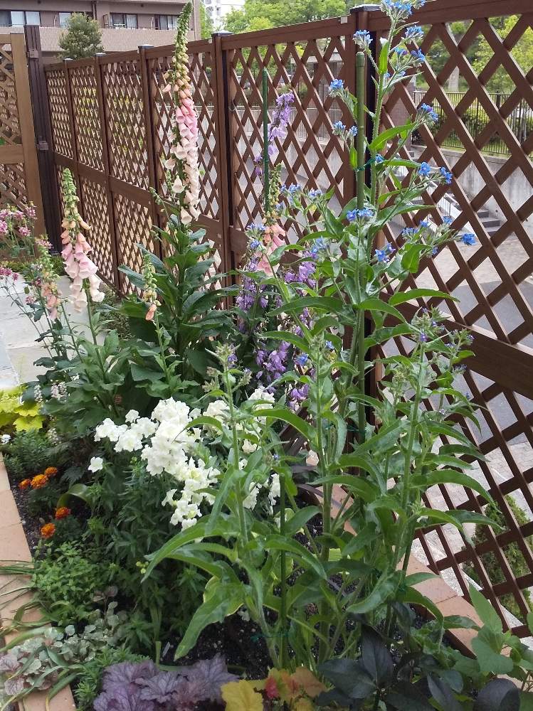 小さな庭の画像 by 奥たんさん | 小さな庭と我が家の花壇とマンション専用庭