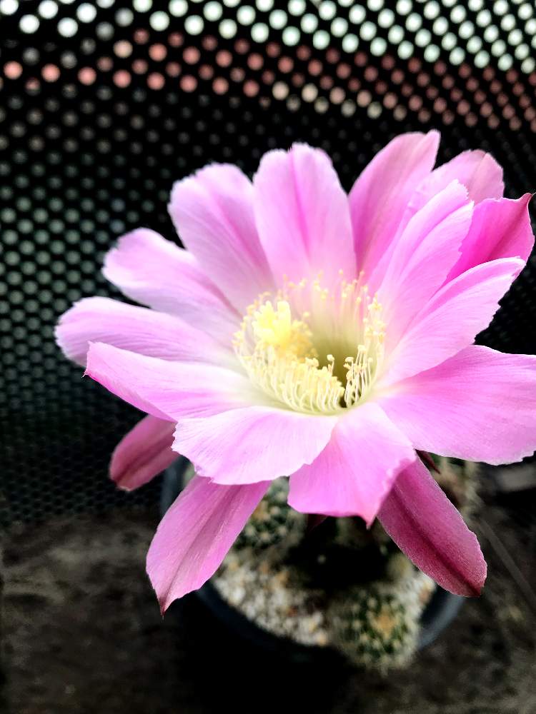 バルコニー/ベランダの画像 by ちらこさん | バルコニー/ベランダとサボテンの花開花とマイ・コレクションとサボテン科と放置栽培といとおしい植物の表情フォトコン2019と花自慢と今日の一枚と今日のお花とナチュラルスタイルと花のある暮らしとサボテンの花とインテリアグリーンと咲いた!